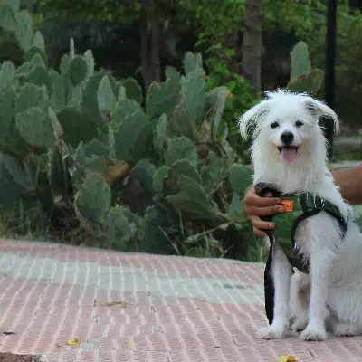 سگ ژرمن سراب و پامراشپیتز|سگ|میناب, |دیوار