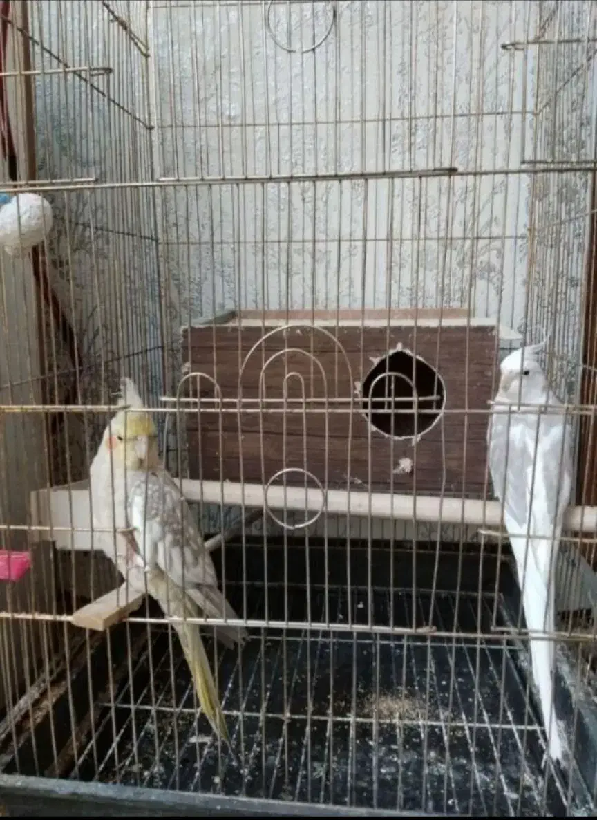 عروس هلندی|پرنده|ایوان, |دیوار