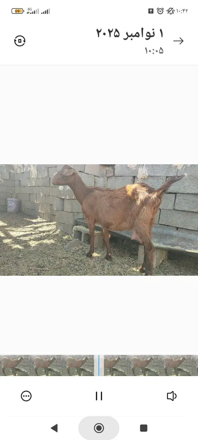 بز و بزغاله تخمی دورگه پاکستانی شیرا|حیوانات مزرعه|خواف, |دیوار