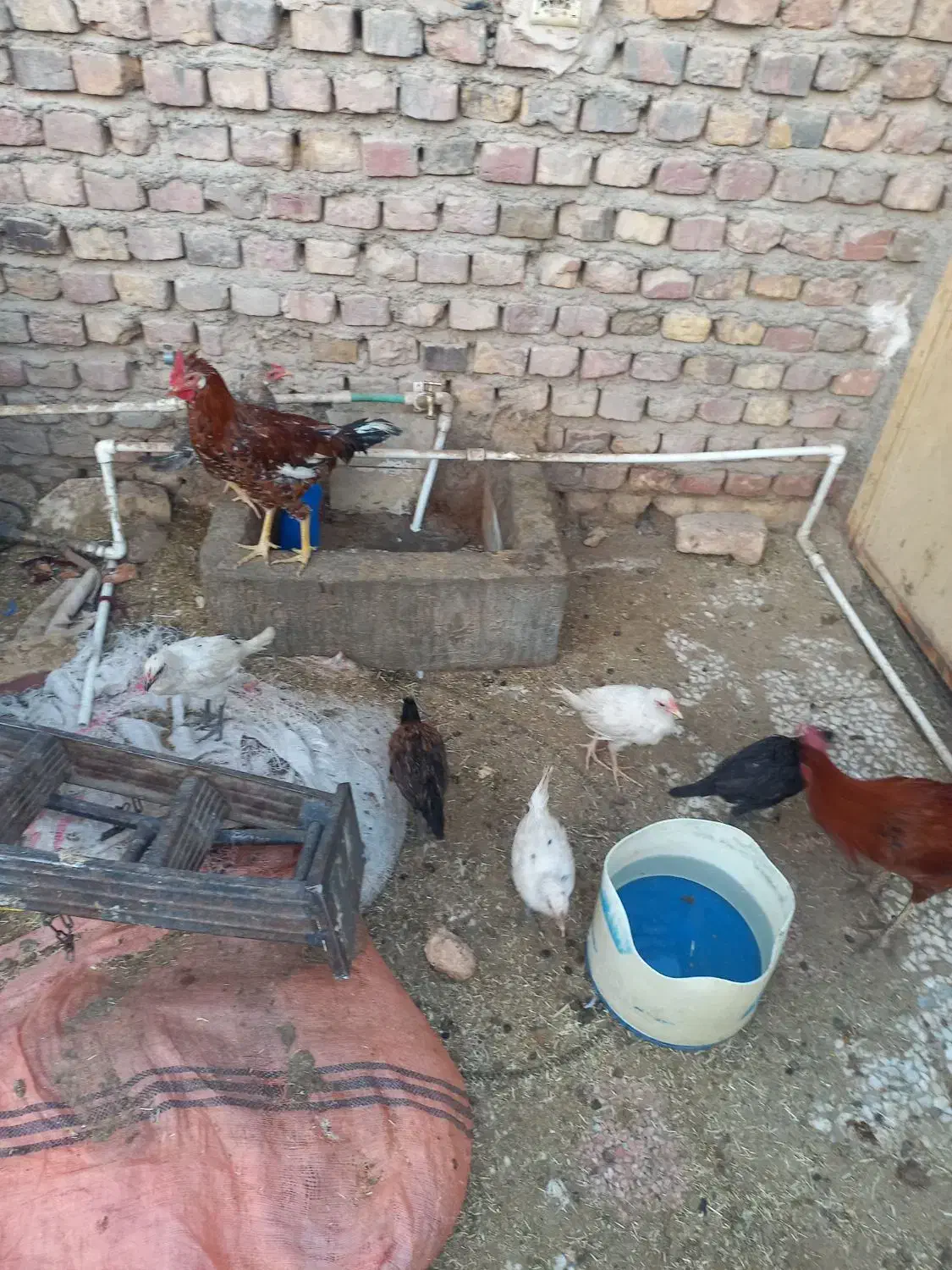 جوجه مرغ وخروس بزرگ وکوچک.موجودهست|حیوانات مزرعه|زابل, |دیوار