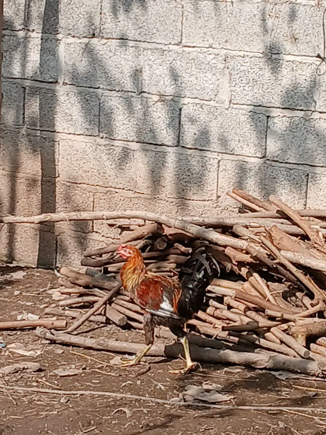 خروس|حیوانات مزرعه|رشت, پیرکلاچای|دیوار