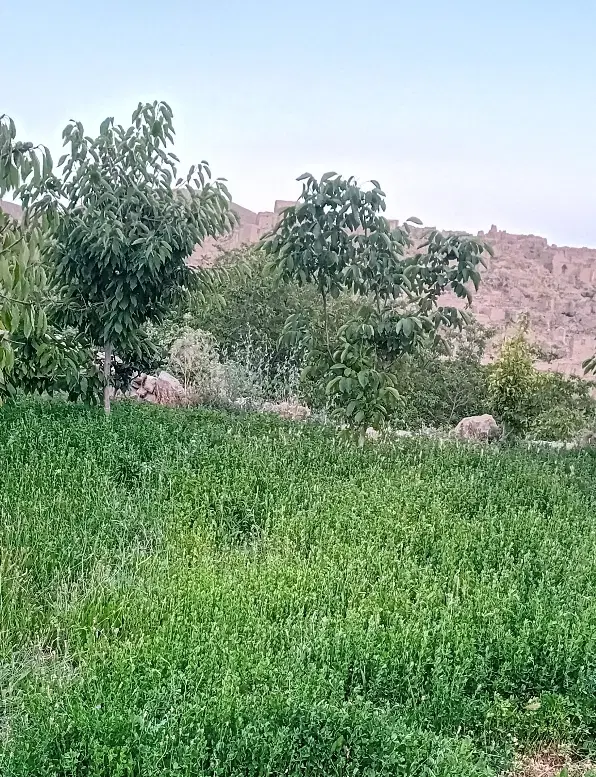 باغ|فروش زمین و ملک کلنگی|بجنورد, |دیوار