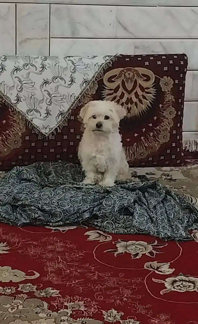 پاپی پا کوتاه گم شده|حیوانات|قائن, |دیوار