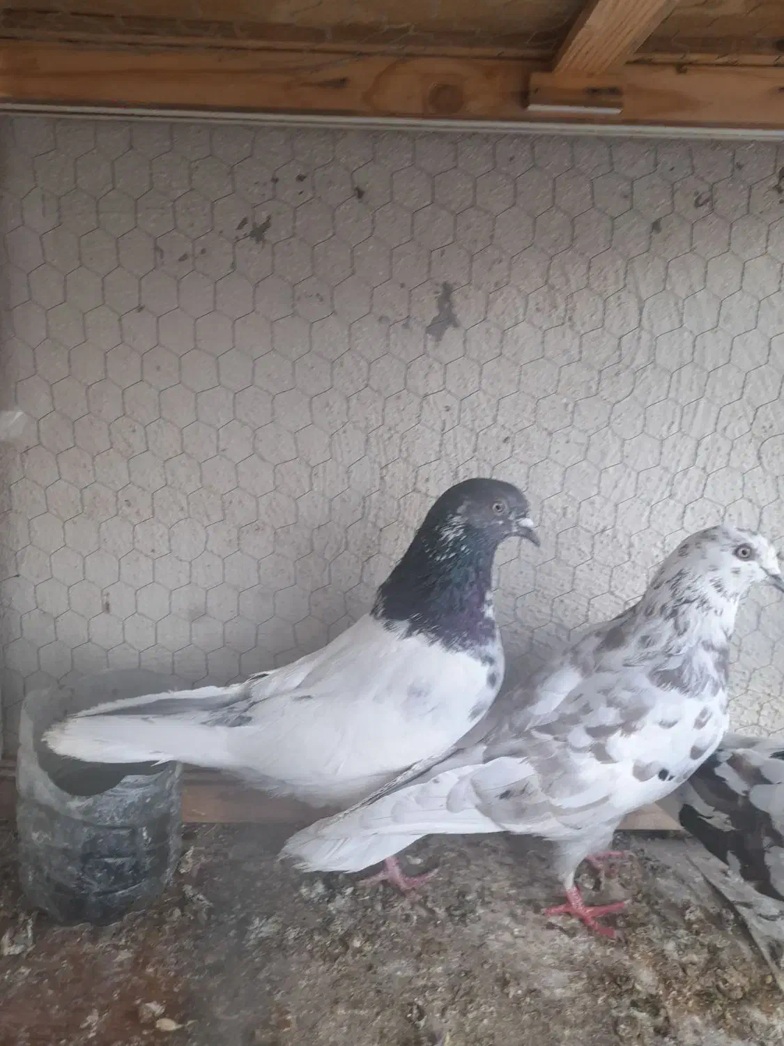 کبوتر|پرنده|اردبیل, |دیوار