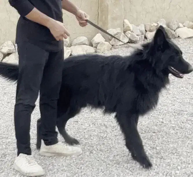 سگ پامرانین مشکی و سگ ژرمن بلک اصیل|سگ|اصفهان, آبشار|دیوار