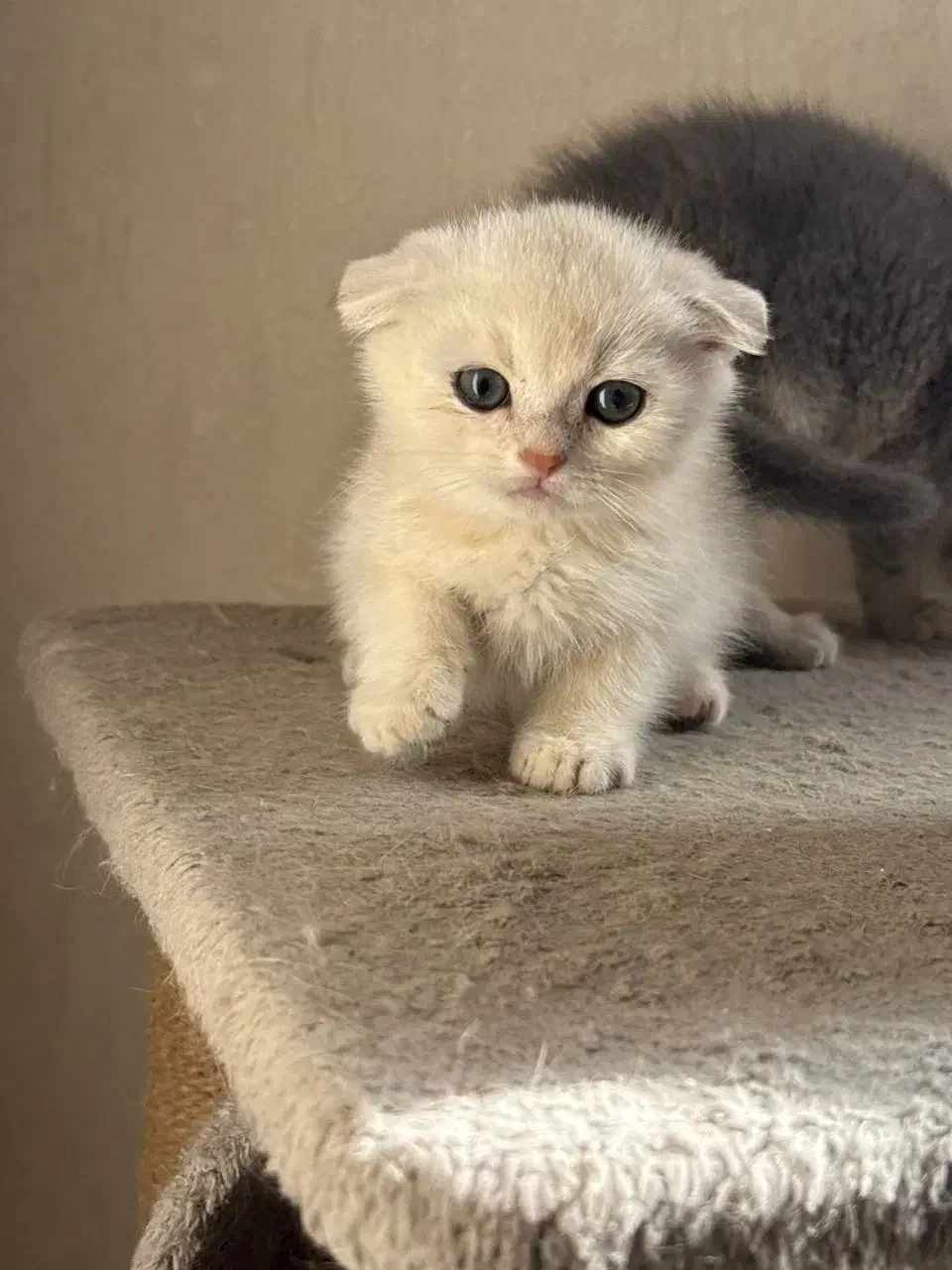 بچه گربه ها با تحویل حضوری در اهواز|گربه|رامهرمز, |دیوار