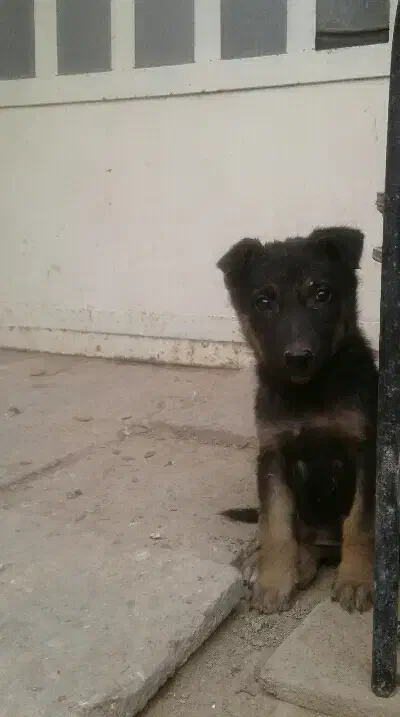 توله نر|سگ|کارون, |دیوار