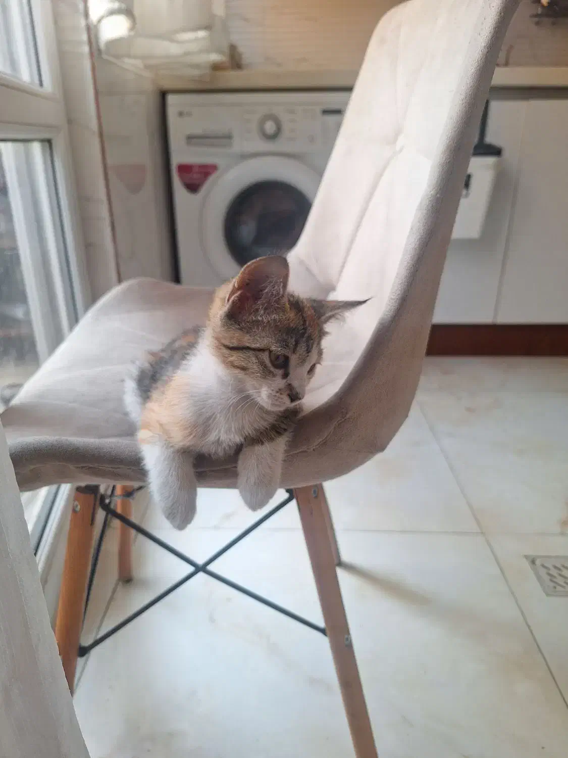 واگذاری ۲ گربه بانمک|گربه|تهران, تهرانویلا|دیوار