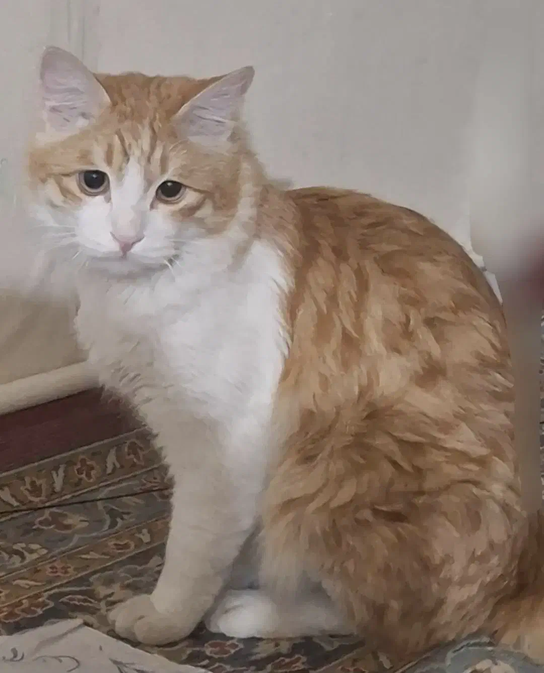 گربه نارنجی سفیدمفقود شده نژاد نسبتا پر مو|گربه|کرج, کرج نو|دیوار