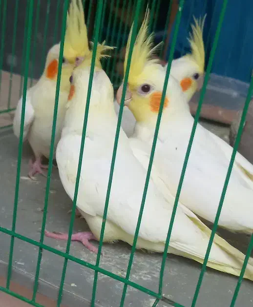 عروس هلندی|پرنده|یزد, |دیوار