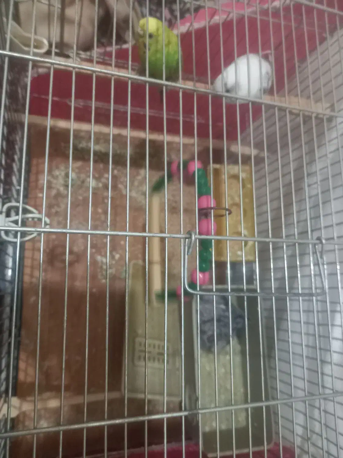 دوعددمرغ عشق بادوتاجوجه۱۶۰۰|پرنده|سنندج, |دیوار