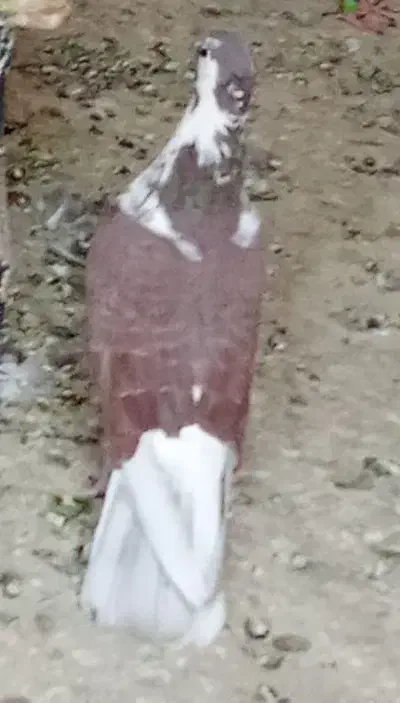 کبوتر فروشی|پرنده|سراوان, |دیوار