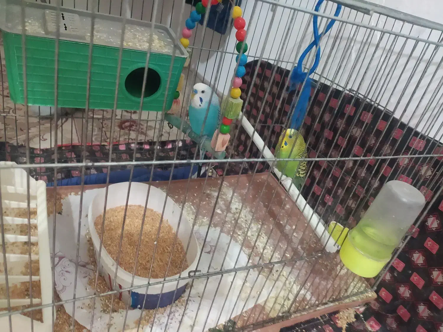 مرغ عشق|پرنده|کرمانشاه, |دیوار