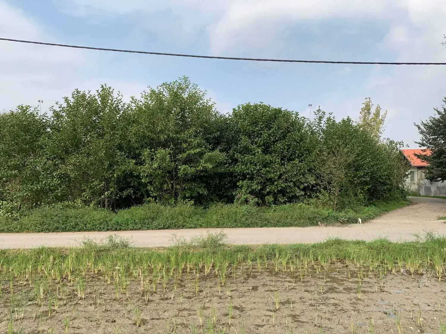 فروش زمین مسکونی|فروش زمین و ملک کلنگی|شفت, |دیوار