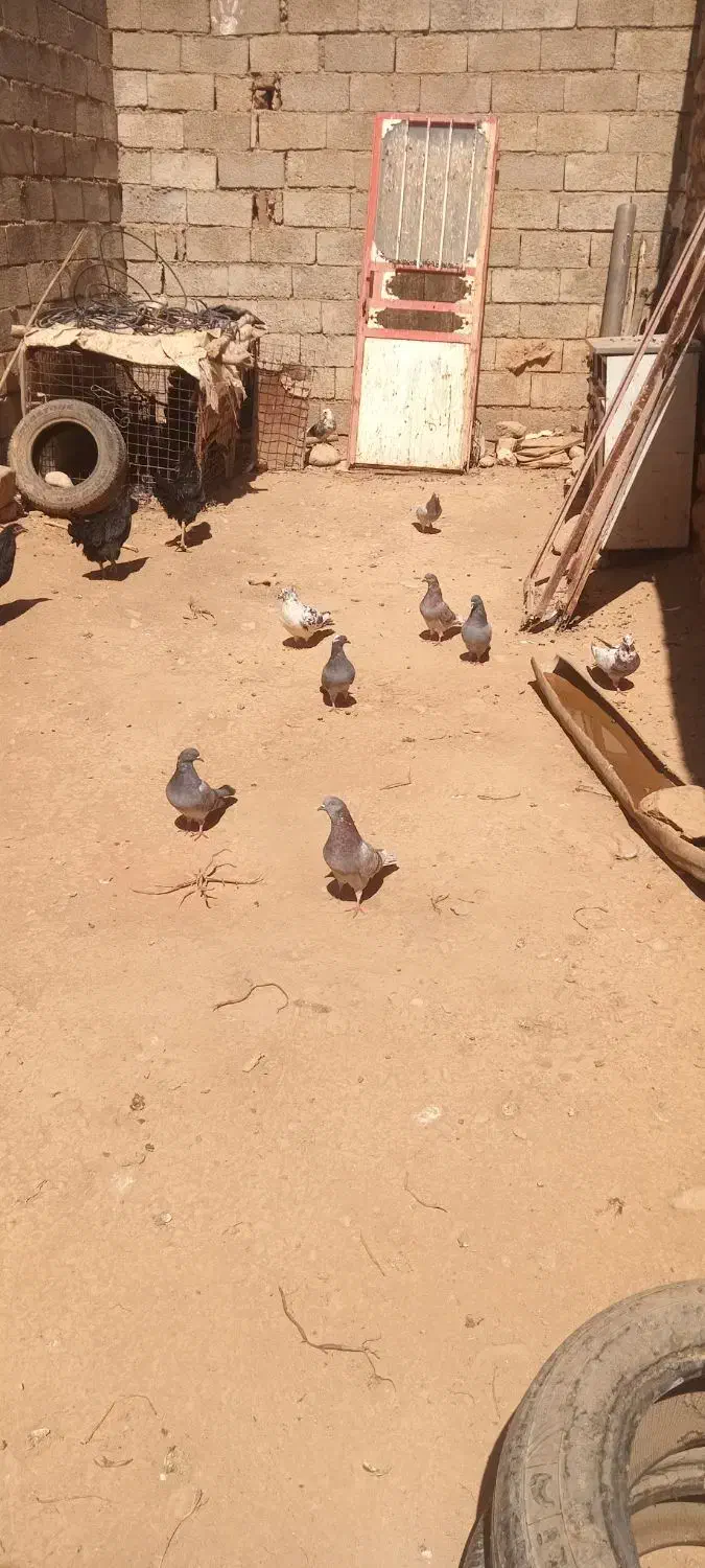 کبوتر|پرنده|پلدختر, |دیوار