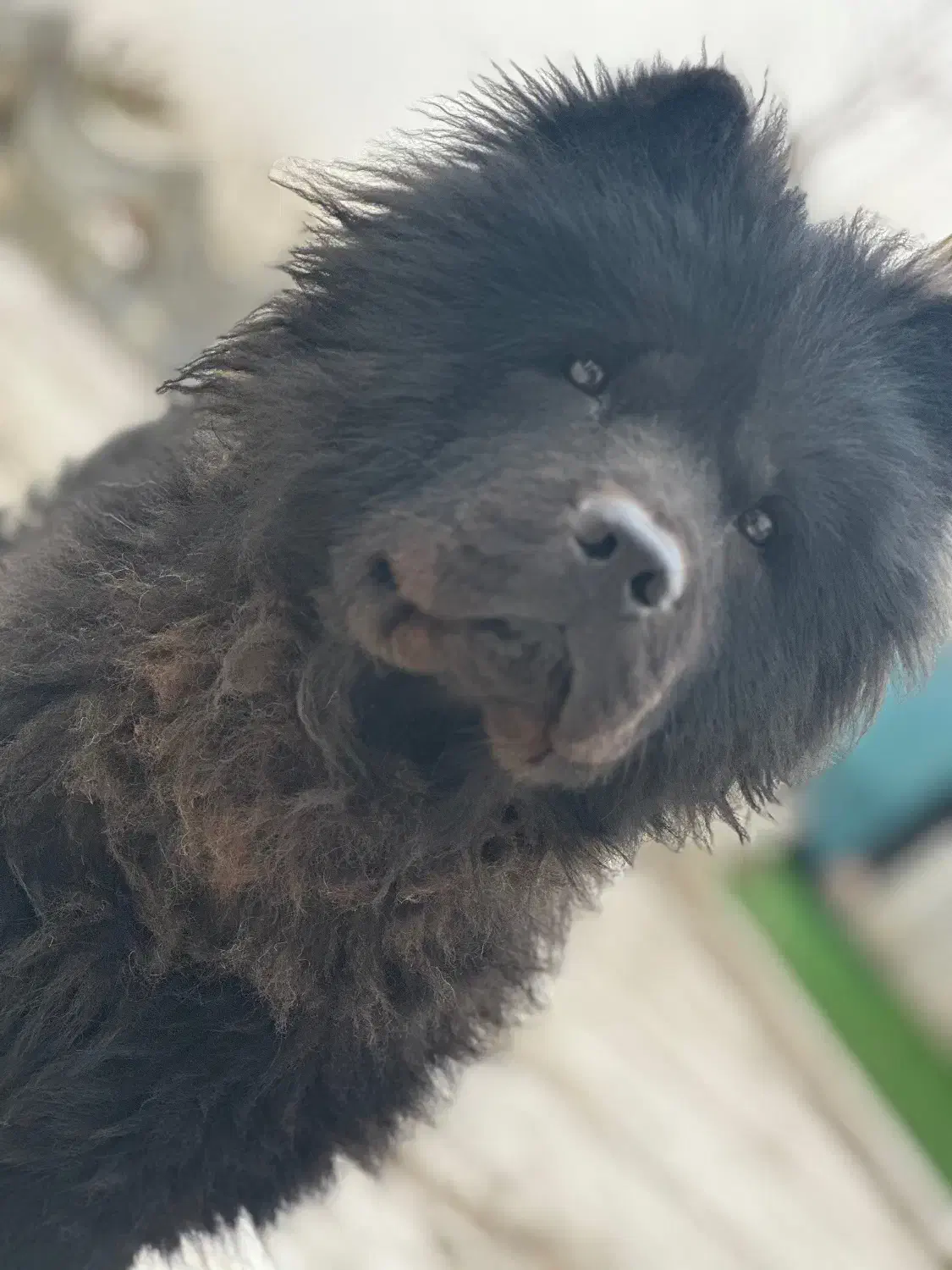 سگ چاو‌چاو بلک|سگ|مشهد, امیریه|دیوار