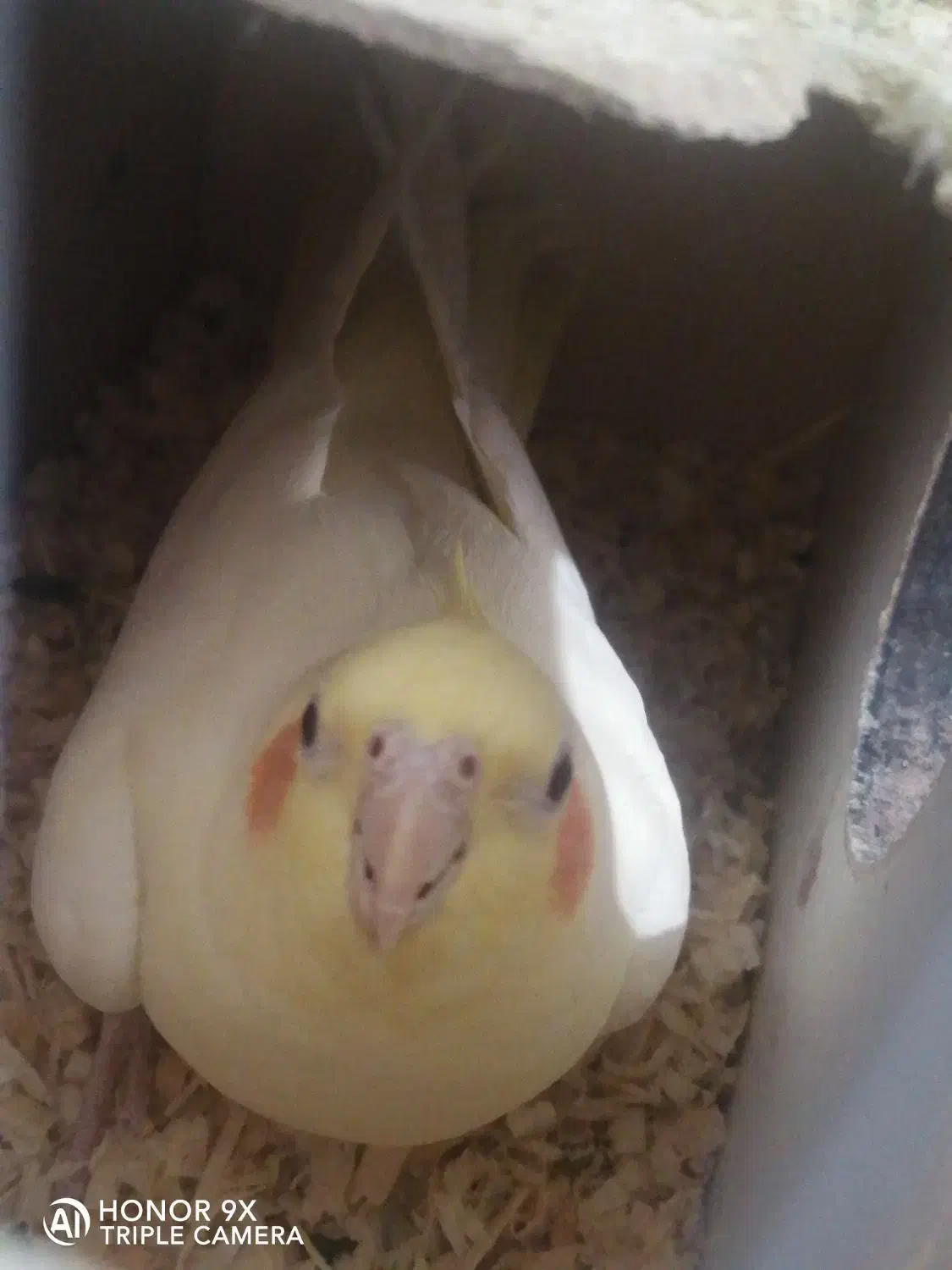 عروس هلندی ماده ونر|پرنده|قزوین, |دیوار