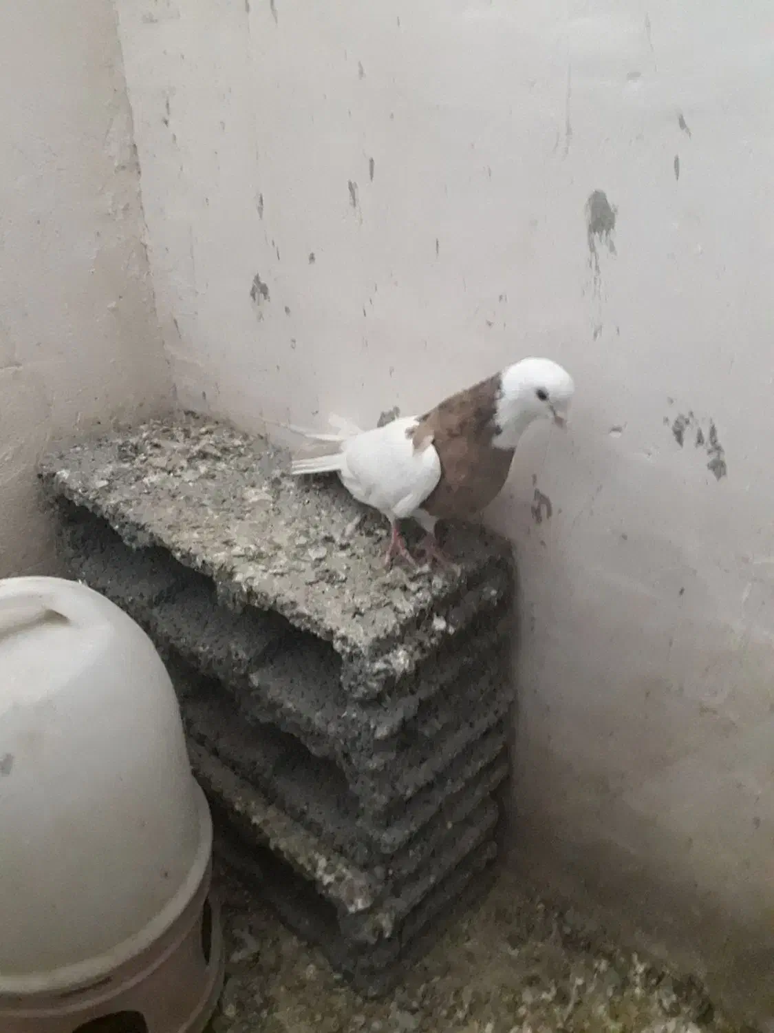 طوقی نر|پرنده|کبودرآهنگ, |دیوار