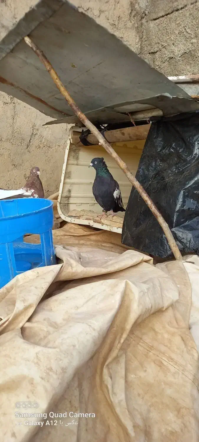 پرنده|پرنده|بروجرد, |دیوار