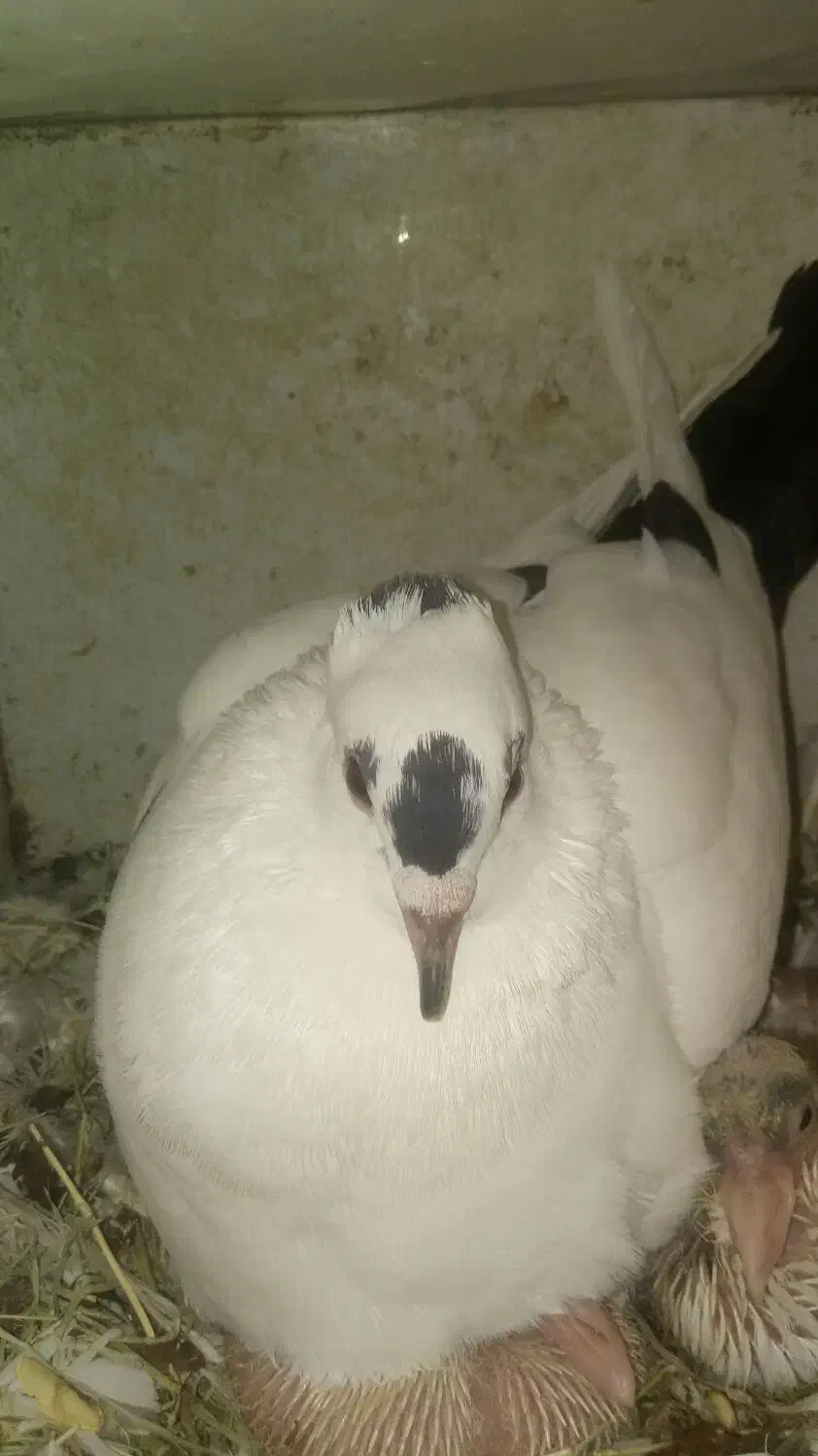 دم سیاه پارک مطهری گم شده|حیوانات|کرمان, |دیوار