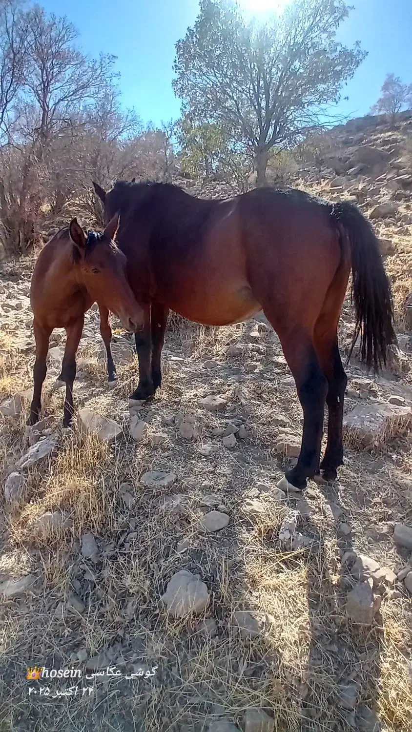 مادیون وکره ویک اسب|اسب و تجهیزات اسبسواری|خرمآباد, |دیوار