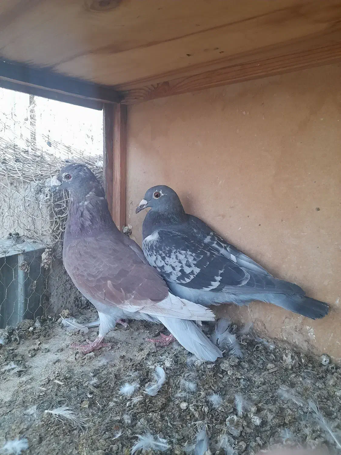 یه جفت مسافتی|پرنده|جوادآباد, |دیوار