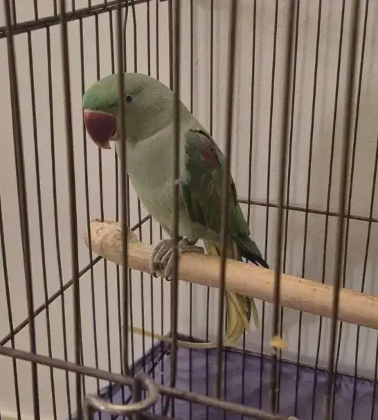 طوطی|پرنده|تهران, نصرت|دیوار