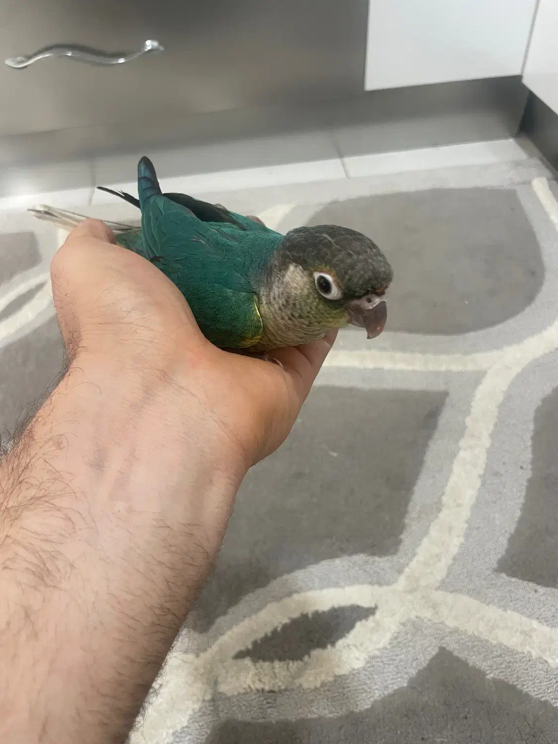 طوطی گرینجیک|پرنده|رباط‌کریم, رباط‌کریم|دیوار