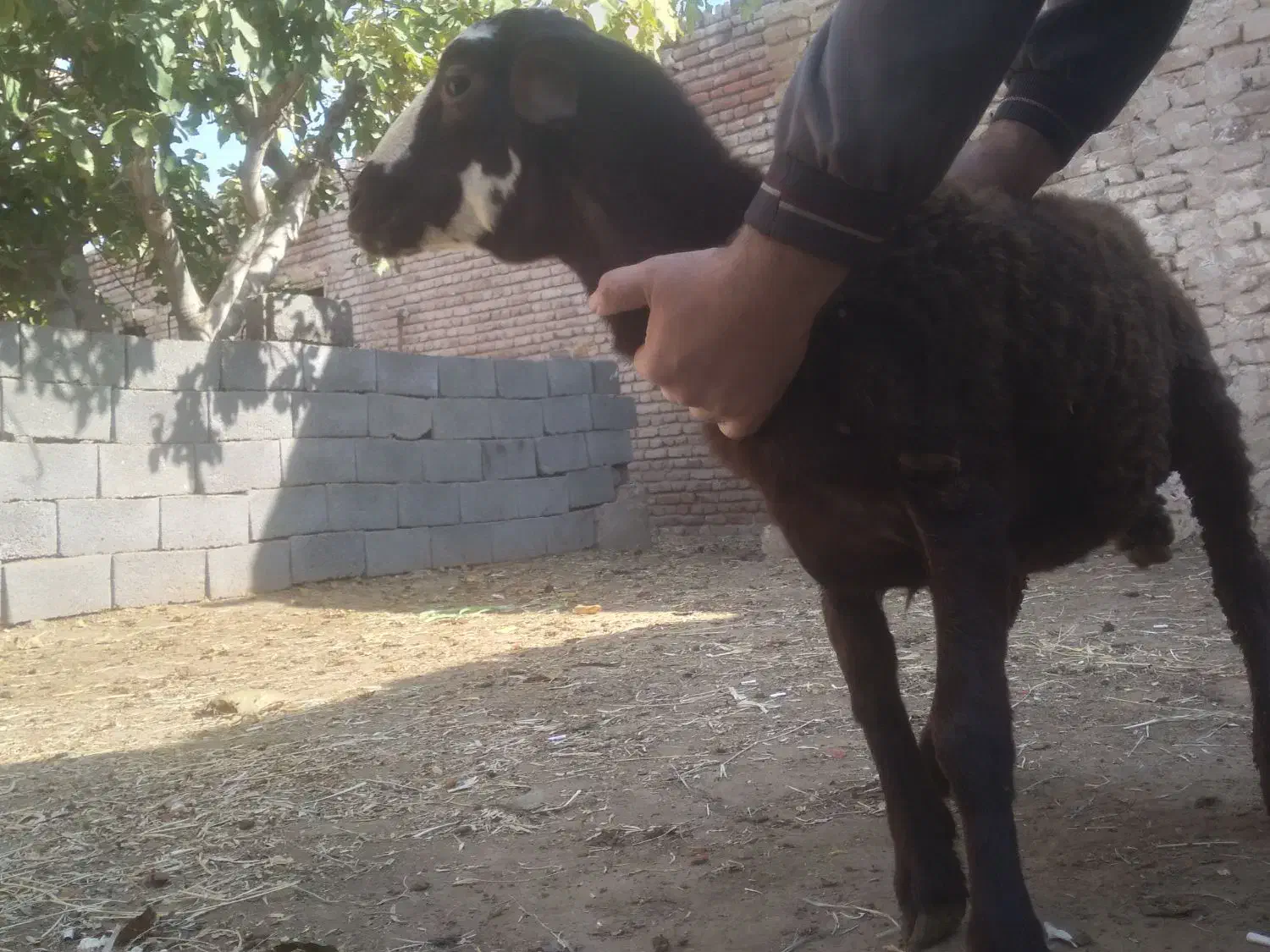 گوسفند برره نژاد دار و فوق العاده|حیوانات مزرعه|بناب, |دیوار