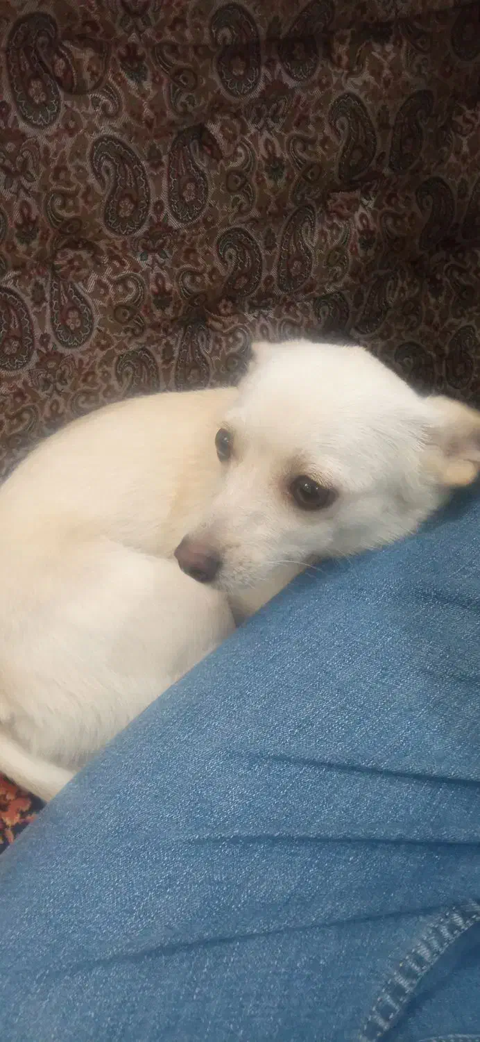 سگ اصحاب کهف|سگ|مهریز, |دیوار