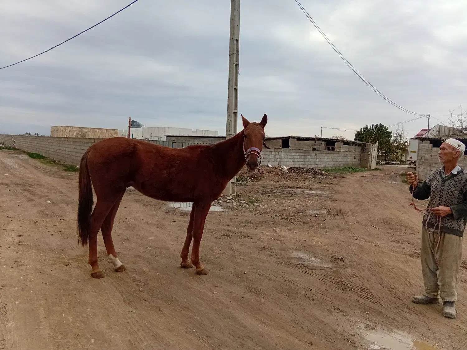 اسب ترکمن|اسب و تجهیزات اسب‌سواری|گنبد کاووس, |دیوار