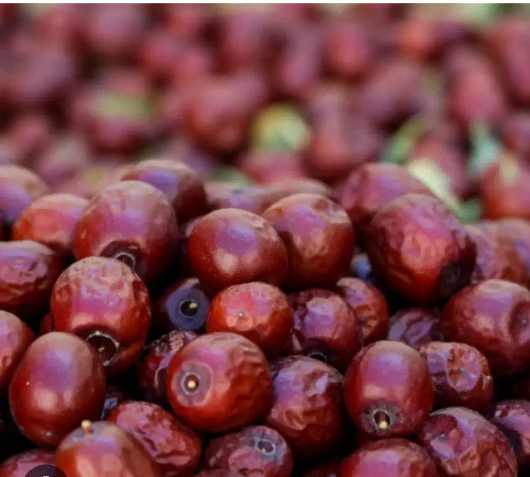 طبقه بندی و سورت عناب (شقلی کردن )|ماشین‌آلات صنعتی|بیرجند, |دیوار