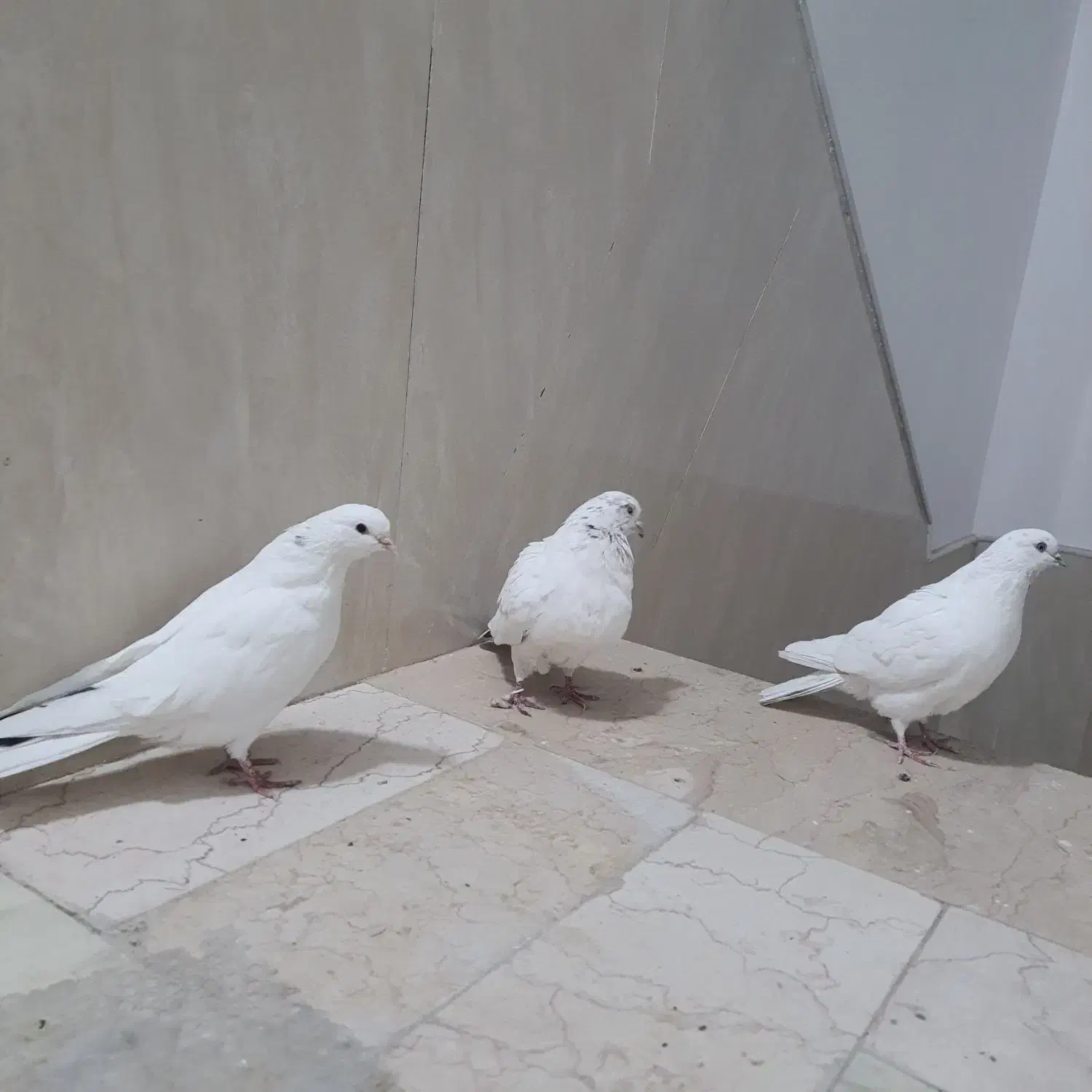 کبوتر کفتر|پرنده|ساوه, |دیوار