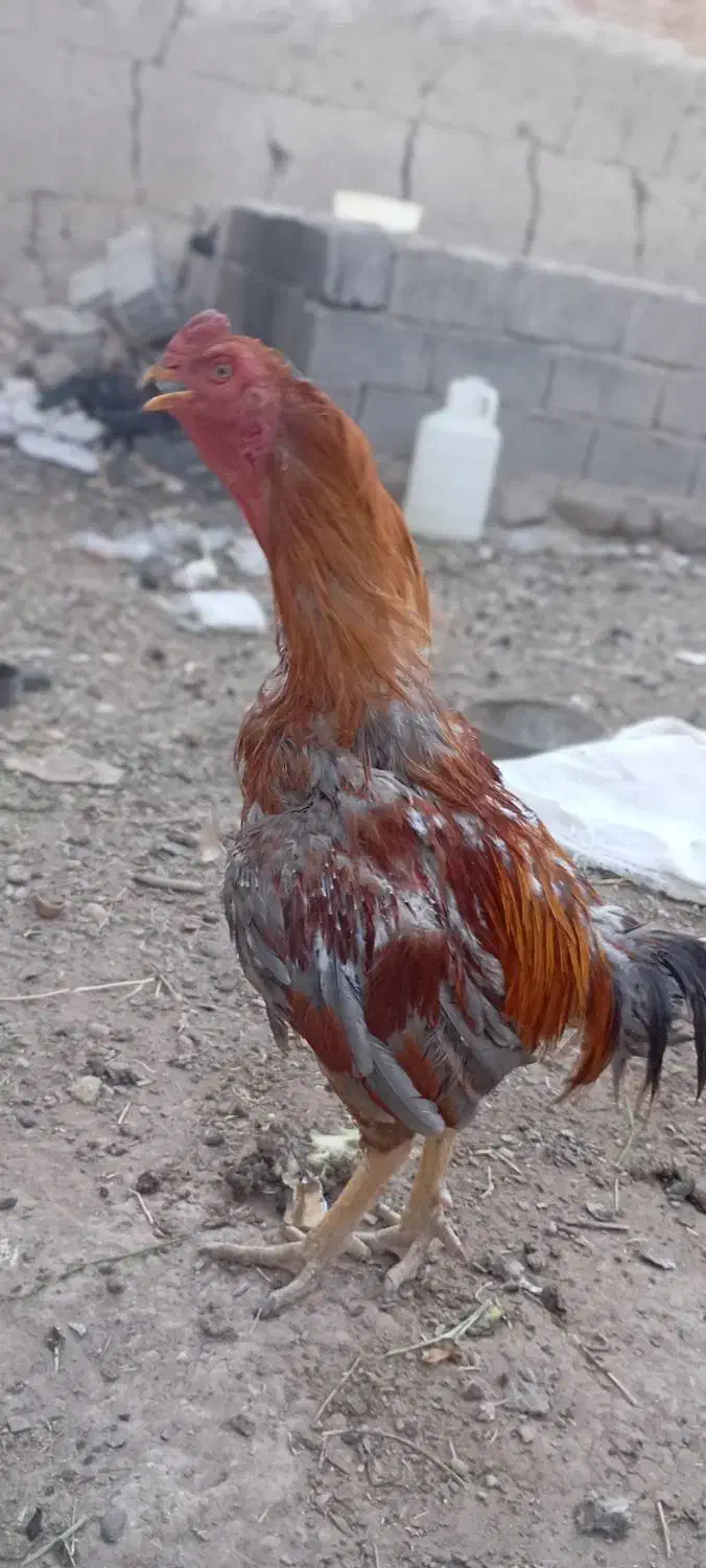 خروس لاری|حیوانات مزرعه|عجب شیر, |دیوار