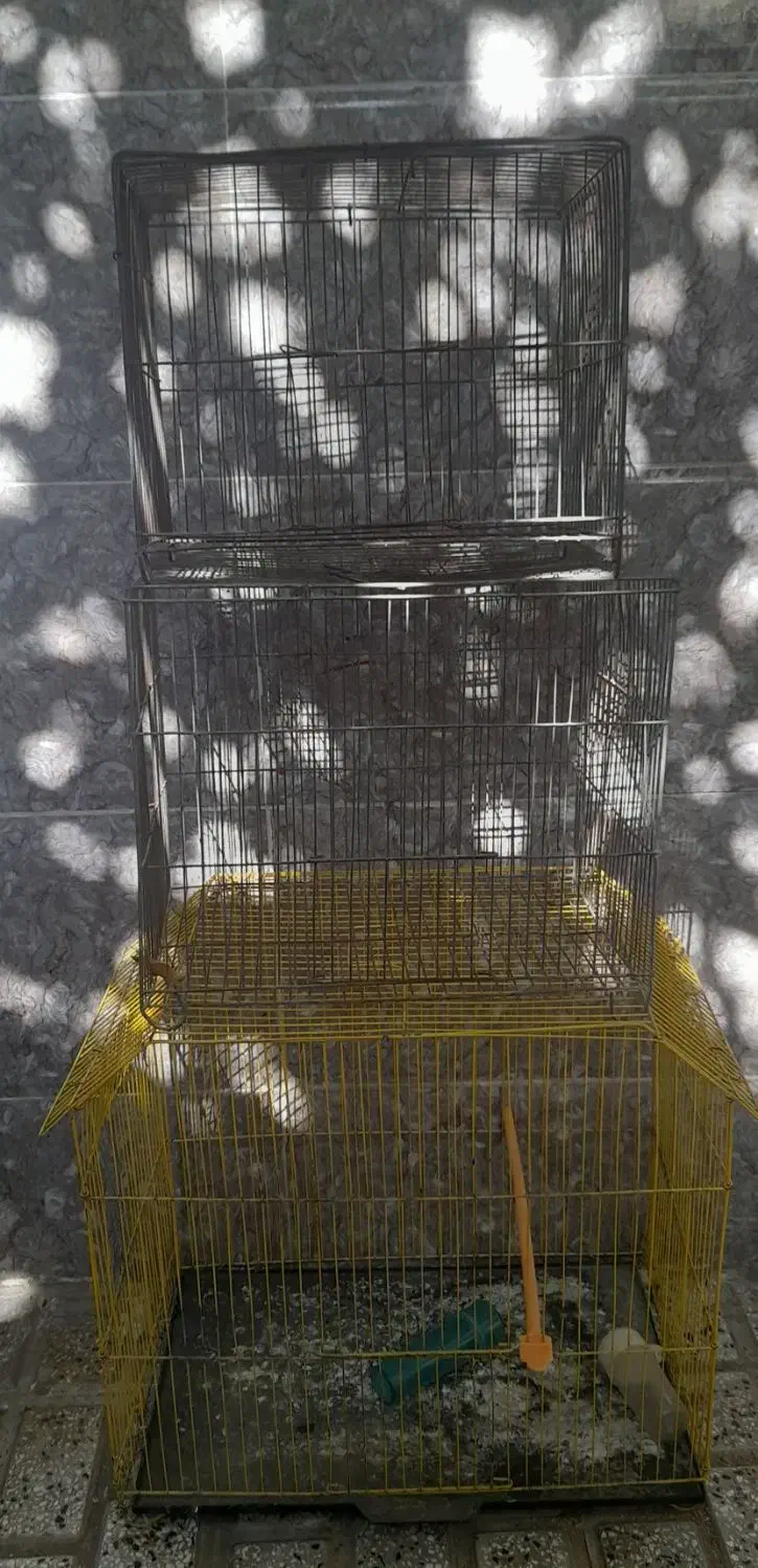 قفس پرنده|لوازم جانبی حیوانات|گرگان, |دیوار