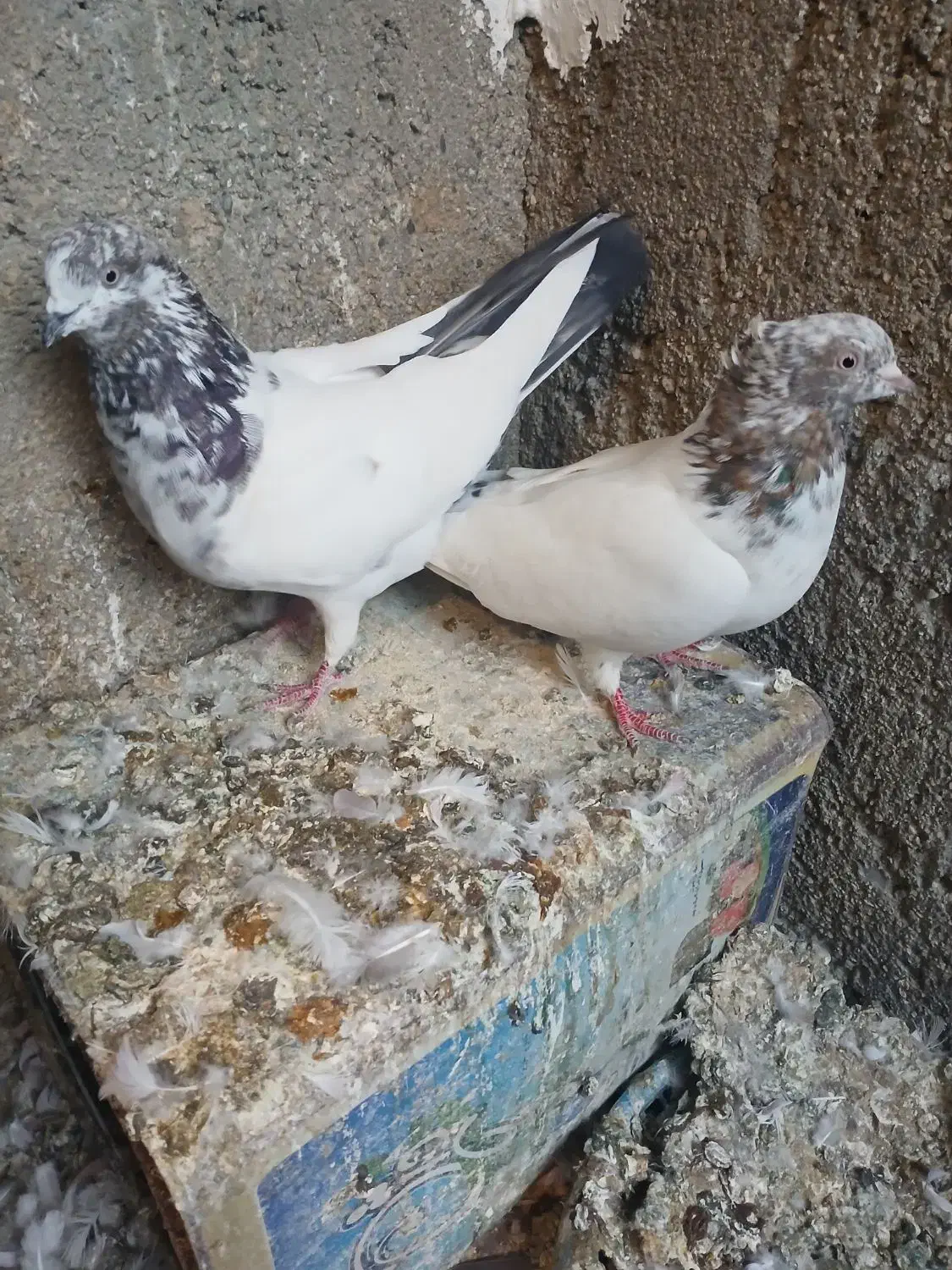 کله دمسبز|پرنده|بروجرد, |دیوار