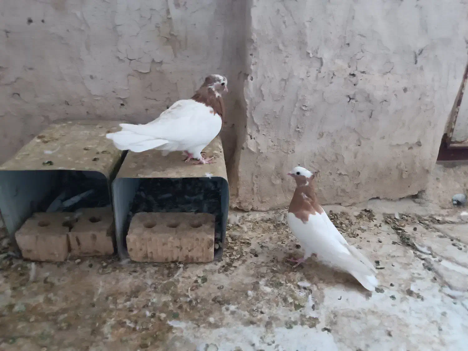 جفت طوقی طوق زرد|پرنده|شیراز, امام حسین|دیوار