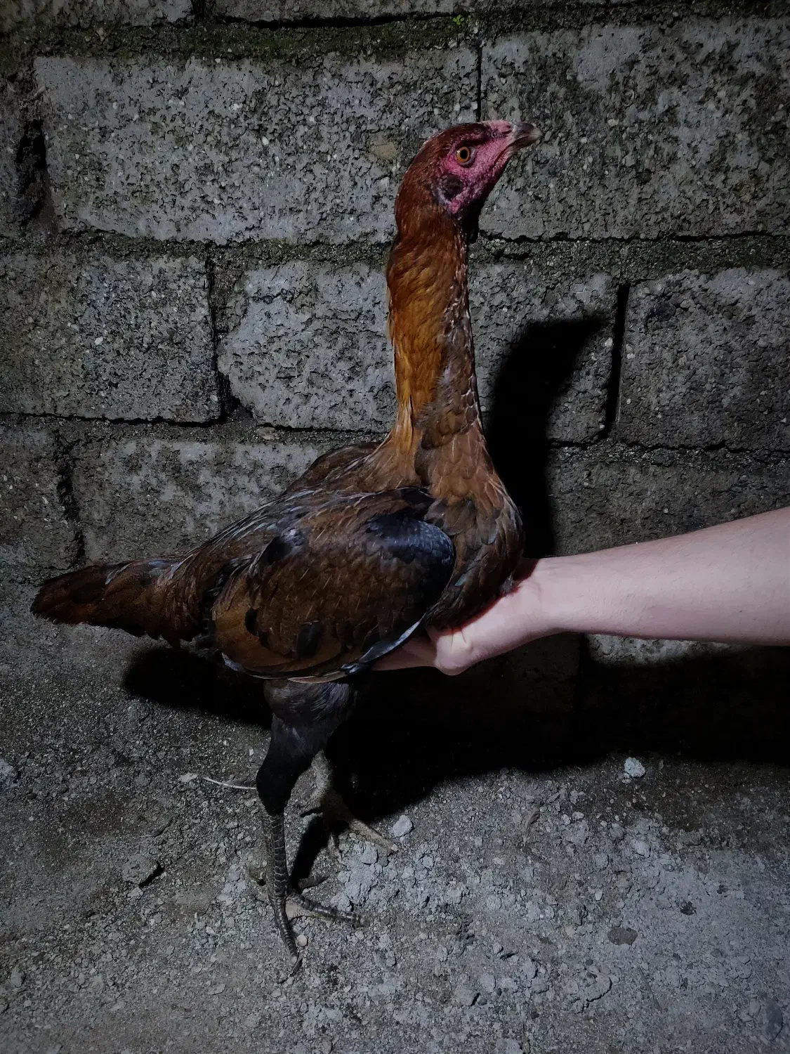 مرغ لاری|حیوانات مزرعه|آستارا, |دیوار