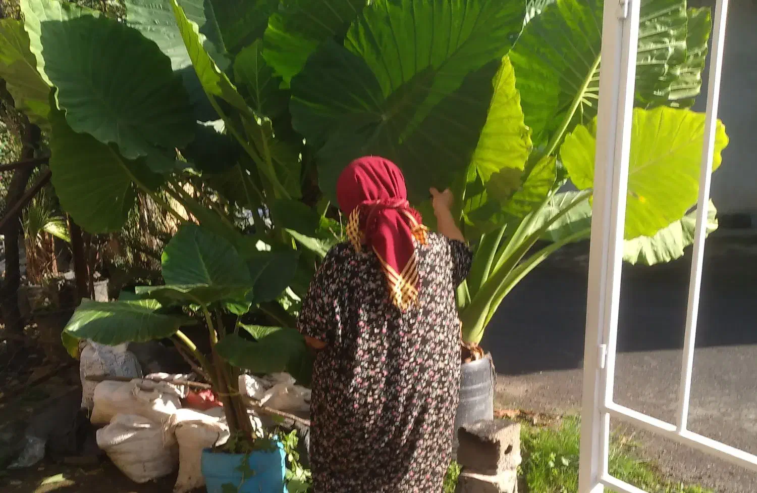 بابا آدم|گل و گیاه طبیعی|رحیم‌آباد, |دیوار