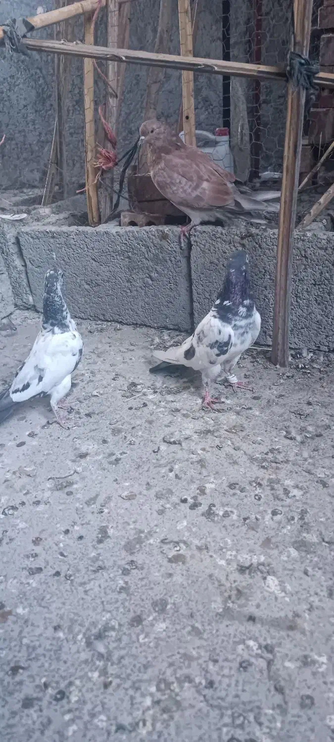 تیدی|پرنده|کهنوج, |دیوار