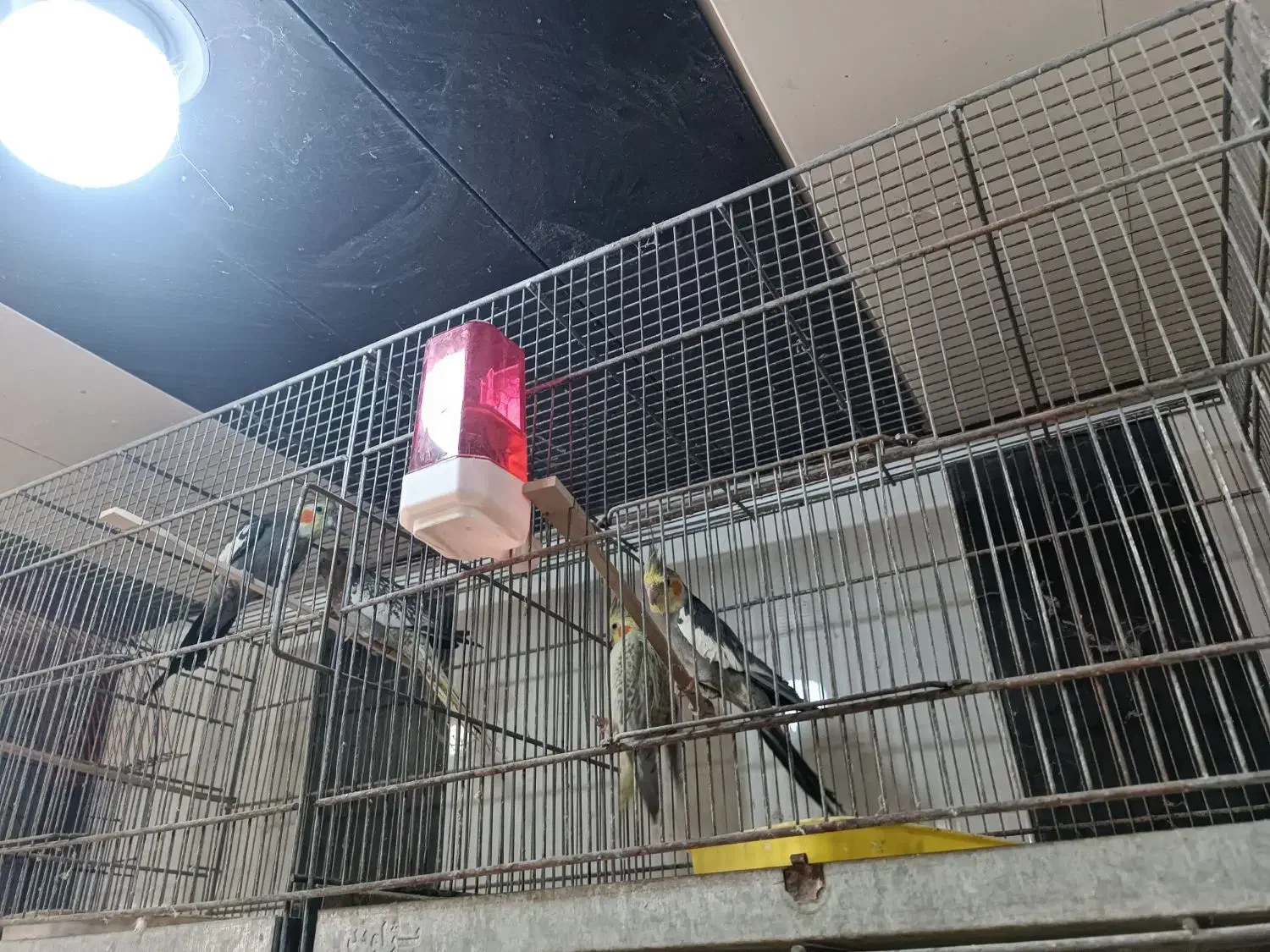 فروش همه نوع طوطی|پرنده|چمران, |دیوار