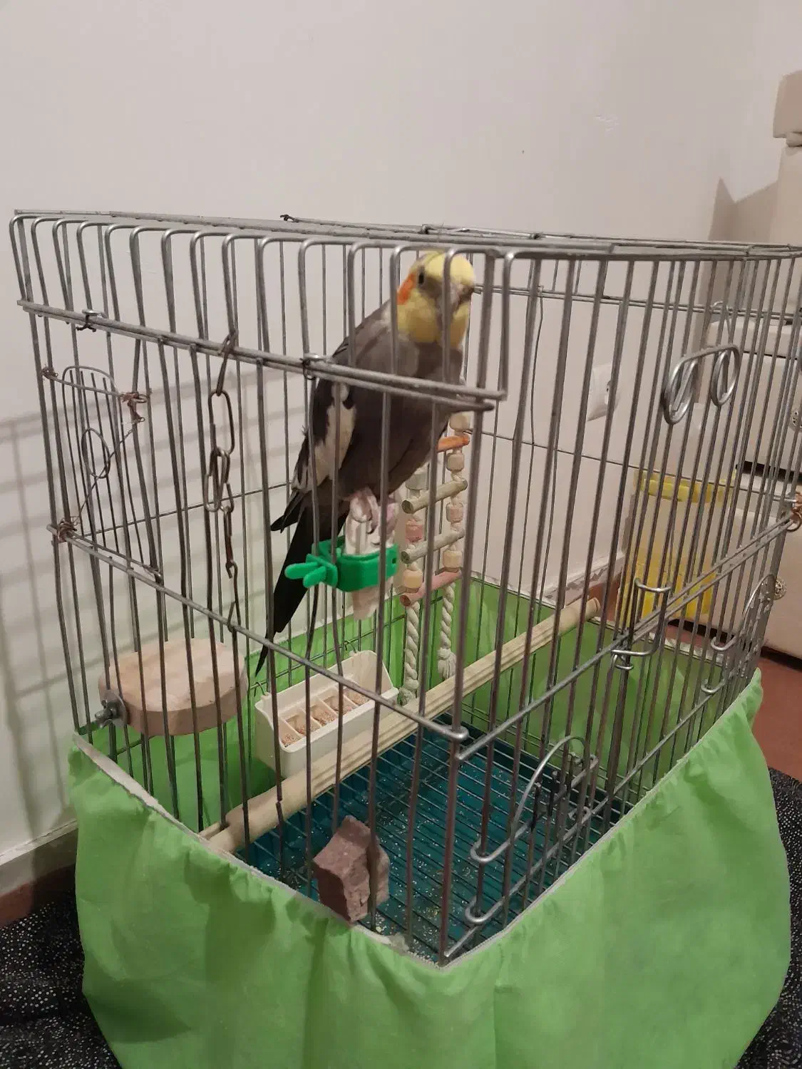 عروس هلندی بسیار زیبا و قشنگ|پرنده|هشتگرد, شهرک فرهنگیان|دیوار