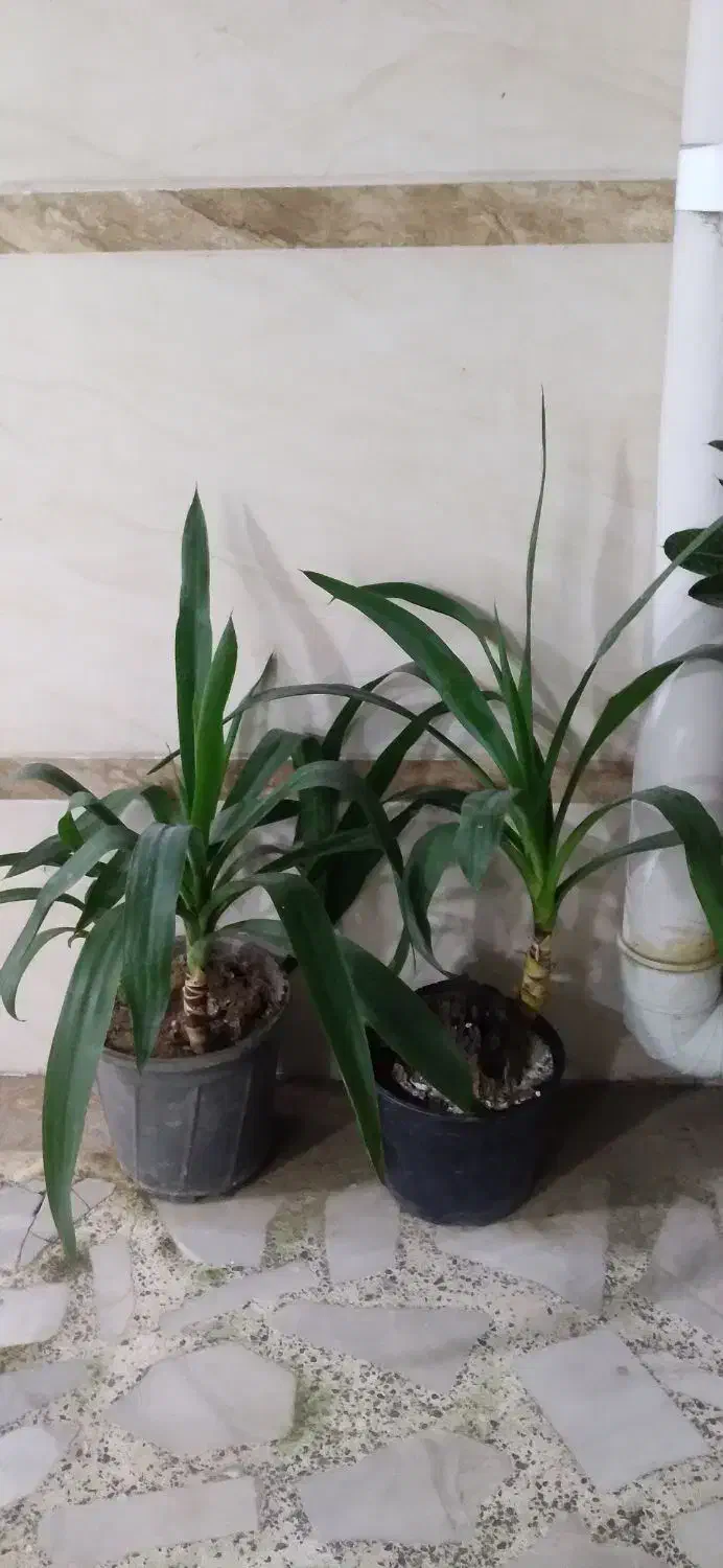 تعداد گل طبیعی قیمت پیشنهادی|گل و گیاه طبیعی|رشت, چله خانه|دیوار