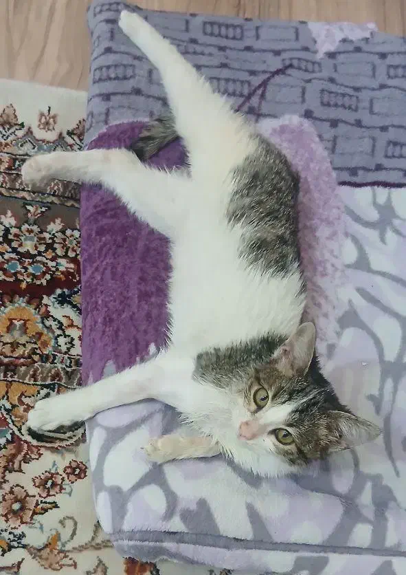 واگذاری گربه ی نر دوماهه|گربه|تبریز, |دیوار