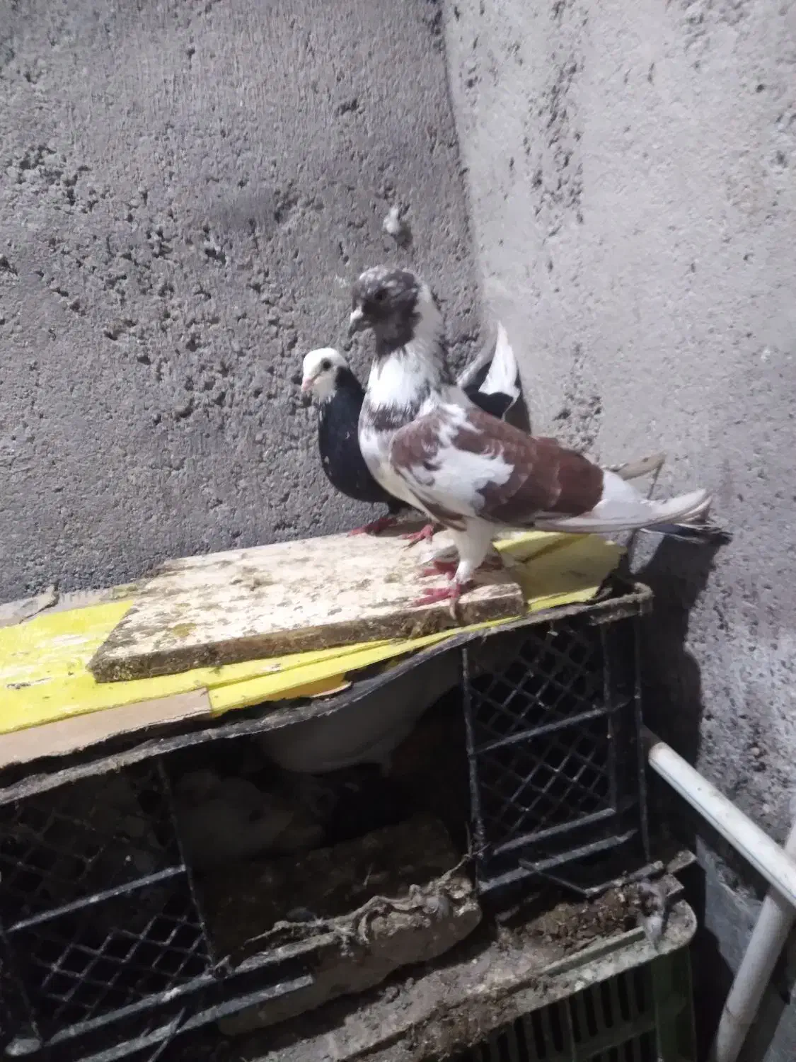 چند عددکبوتر کرفته شده|پرنده|پارس‌آباد, |دیوار