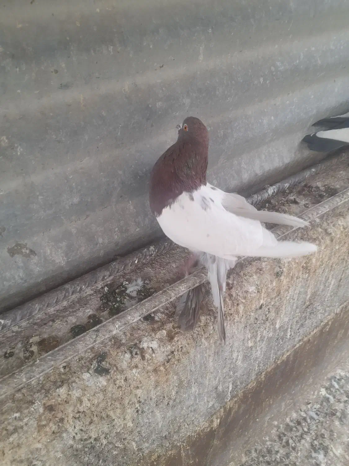 دوتا کبوتر|پرنده|قزوین, |دیوار