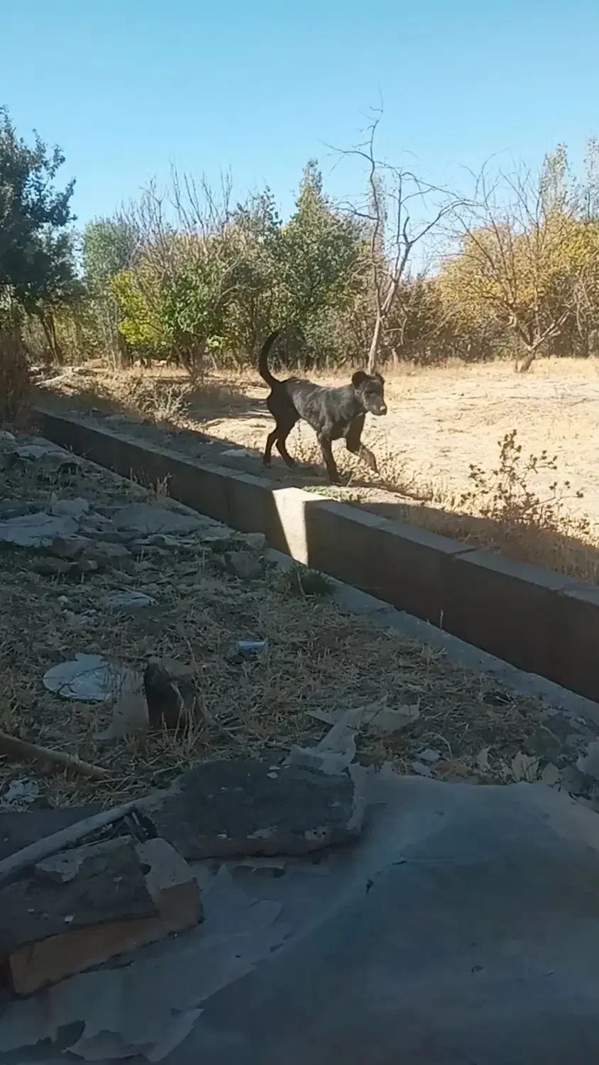 توله سگ پنج ماهه|سگ|زنجان, |دیوار