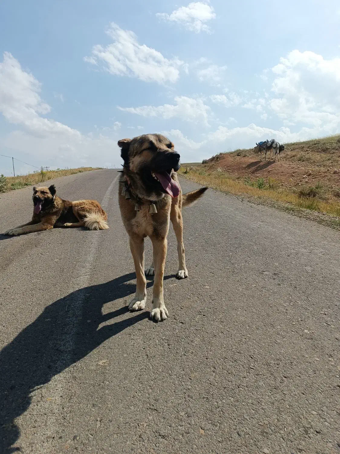 سگ سرابی گله ای بشرط|سگ|بستان آباد, |دیوار