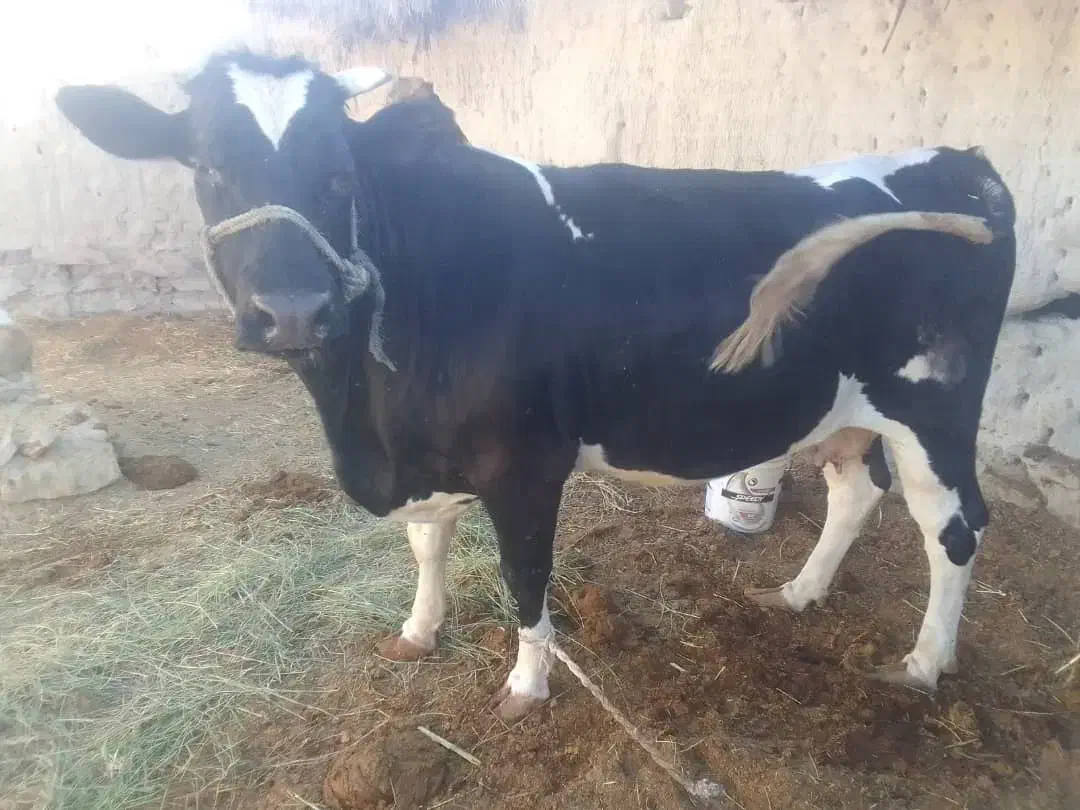 گاو|حیوانات مزرعه|هیدوچ, |دیوار