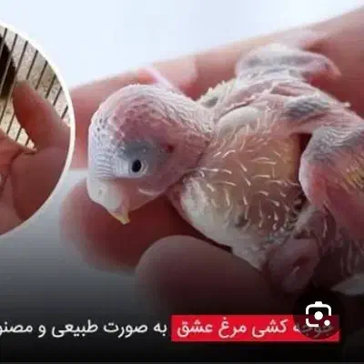 جوجه مرغ عشق|پرنده|ایلام, |دیوار